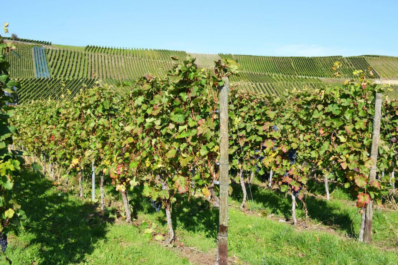 Gaestehaus Weingut Mathy-Schanz Osann-Monzel Bagian luar foto